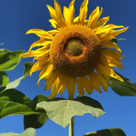 Meet your Posher, - Picture 3 of 3